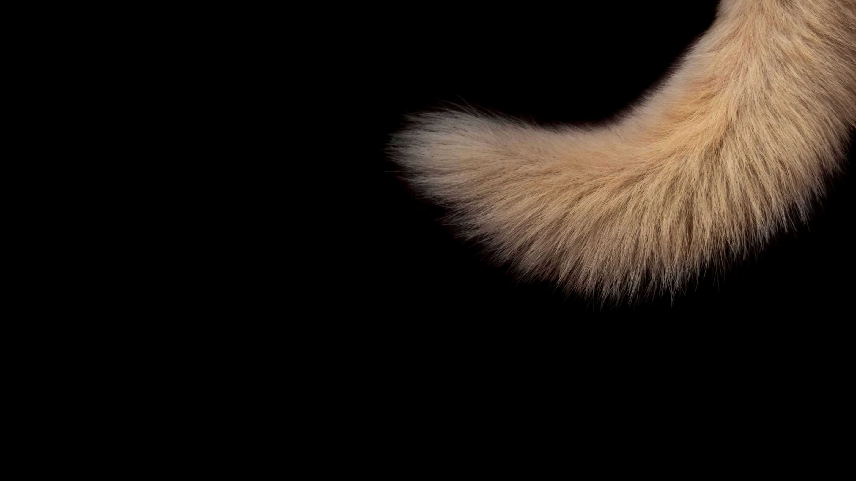 Kenapa Manusia Tidak Memiliki Ekor? Ternyata Ini Alasannya